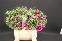 Anemone Coronaria Marianne Orchid 40cm