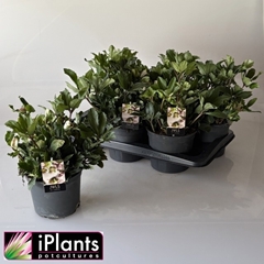Helleborus Heavenly 17Ø 30cm