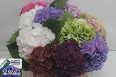 Hydrangea Mix 40cm 14-16cm Hd