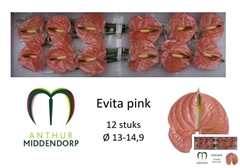 Anthurium Evita Pink 13cm Hd