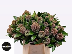 Skimmia Japonica Fragrant Cloud Per Bunch 40cm