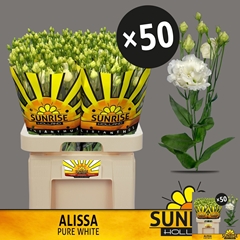 Eustoma Double Alissa Pure White 70cm