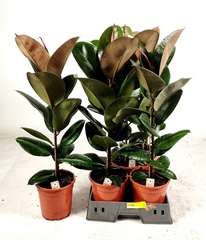 Ficus Robusta 19Ø 90cm