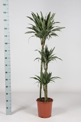 Dracaena Warneckei 24Ø 150cm