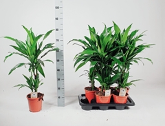 Dracaena Janet Craig 17Ø 75cm
