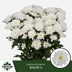 Chrysanth Spray Baltica 70cm 90gr.