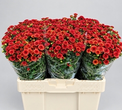 Chrysanth Santini Madiba Orange Tyolo 60cm 56gr.