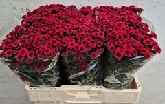Chrysanth Santini Madiba Tyolo Red 60cm 56gr.