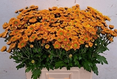 Chrysanth Spray Danielle Bronze 60cm 60gr.