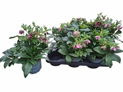 Helleborus Viv Victoria 17Ø 30cm
