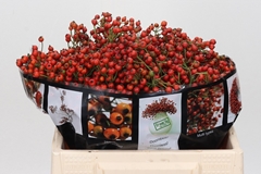 Rosa Autumn Rosefruits 35cm