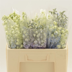 Delphinium Double Mix 50cm