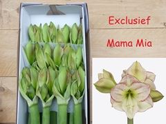 Hippeastrum Mama Mia 80cm
