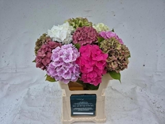Hydrangea Mix 60cm 14-16cm Hd