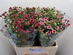 Chrysanth Santini Mix 60cm 34gr.
