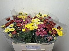 Chrysanth Spray Mix 55cm 110gr.
