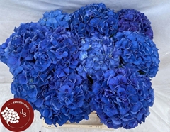 Hydrangea Royal Parade 65cm 15-17cm Hd