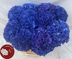 Hydrangea Royal Parade 65cm 13-15cm Hd