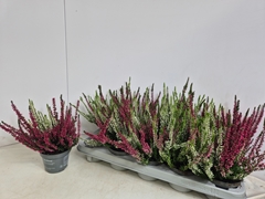 Calluna Callu Nova Mix 2 Colours 10Ø 20cm