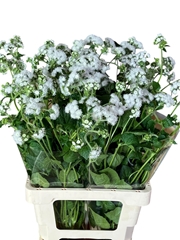 Ageratum Eskimo 70cm