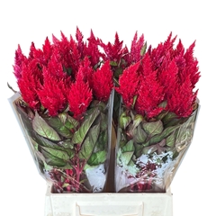Celosia Sunday Red 50cm