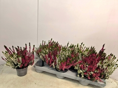 Calluna Callu Nova Mix 2 Colours 9Ø 18cm