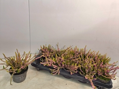 Calluna Callu Nova Gold 10Ø 12cm
