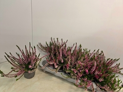 Calluna Callu Nova Mix 2 Colours 10Ø 18cm