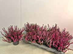 Calluna Callu Nova Rosa 10Ø 20cm