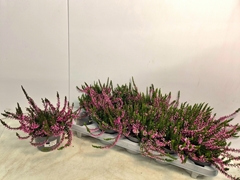 Calluna Callu Nova Karminrot 10Ø 25cm