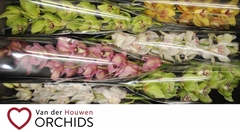 Cymbidium Mix 80cm