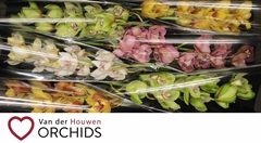 Cymbidium Mix 70cm