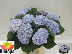 Hydrangea Lolly Pop Blue 60cm 12-14cm Hd