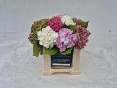 Hydrangea Mix 40cm 10-12cm Hd