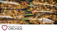 Cymbidium Charly Brown 80cm