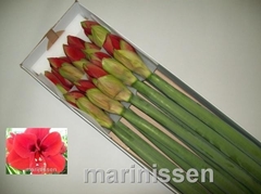 Hippeastrum Ferrari 70cm