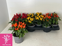 Capsicum Salsa Mix 10Ø 19cm