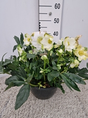 Helleborus Hgc Jasper 27Ø 45cm