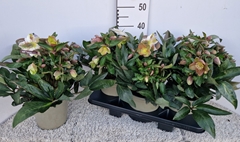 Helleborus Viv Valeria 19Ø 40cm