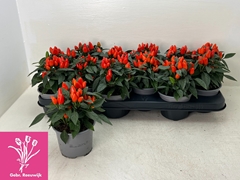 Capsicum Salsa Dark Orange 10Ø 19cm