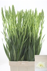 Gladiolus Grand Prix 100cm 200gr.