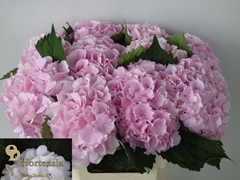 Hydrangea Verena 60cm 15-17cm Hd