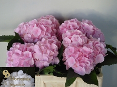 Hydrangea Verena 50cm 13-15cm Hd
