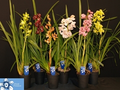 Cymbidium Mixed 14Ø 80cm 1st