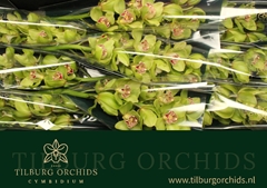 Cymbidium Hms. Verona 60cm