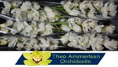 Cymbidium Early White 80cm