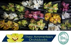 Cymbidium Mix 50cm