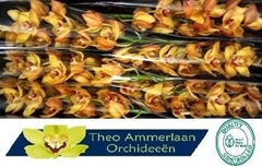 Cymbidium Esther 80cm