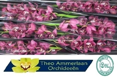 Cymbidium Pinkpop 80cm
