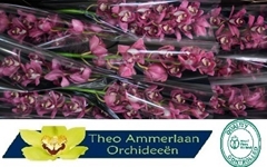 Cymbidium Pinkpop 60cm
